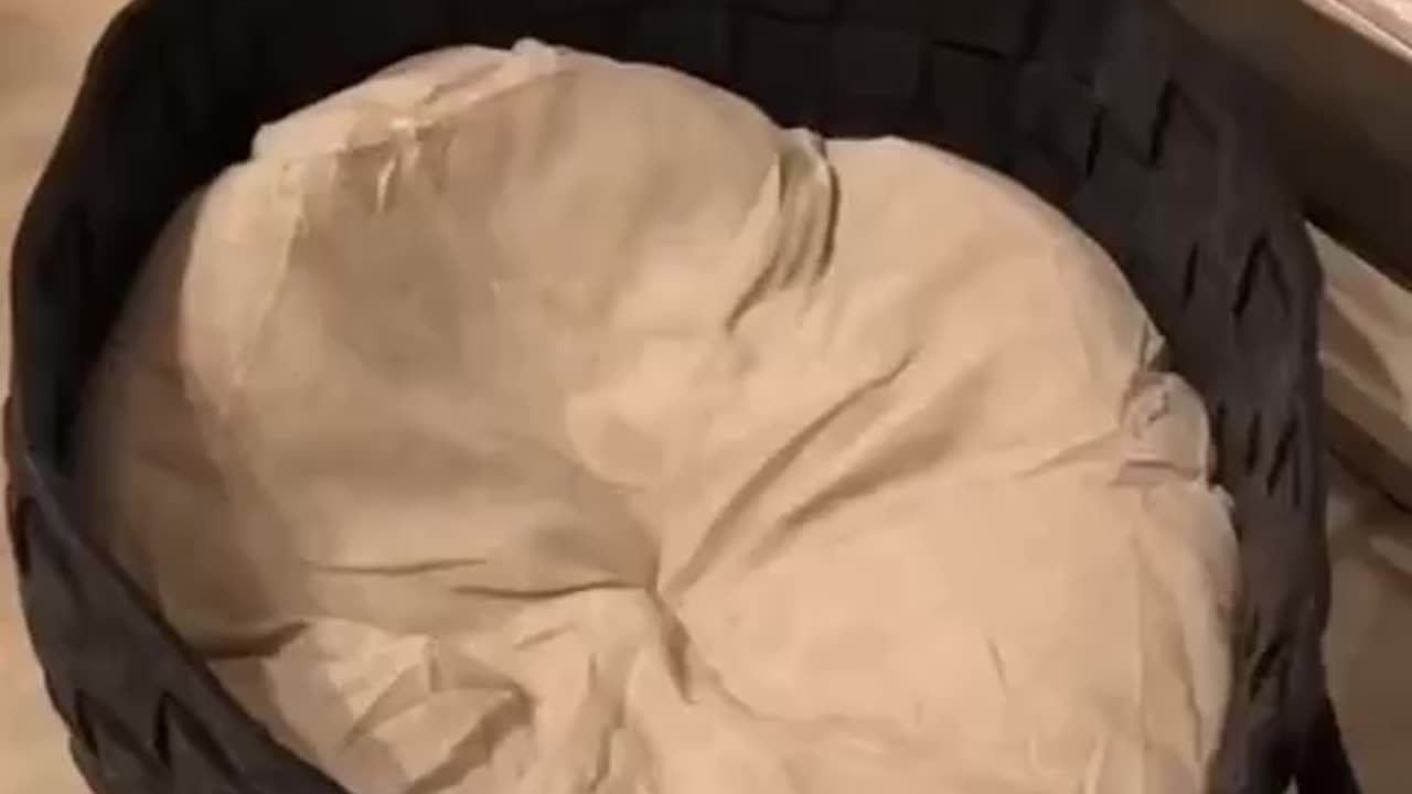 TRY NOT TO LAUGH 😆 Best Funny Videos Compilation 😂😁😆 Memes