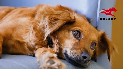 Funny Animal Videos 2022 Best Dogs And Cats Videos 😺😍 #13