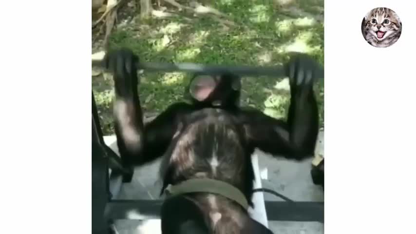 Waooo WHAT A FUNNY ANIMAL IT MAKES MY DAY