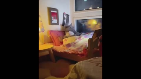 funny memes funny animal moments Funny cats Jokes with cats Funny animals Dogs🤣🐾 😂funny videos 2021