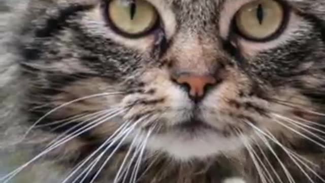 Cute cat's 🐈😽, amazing Whatsapp short, satus video, short video