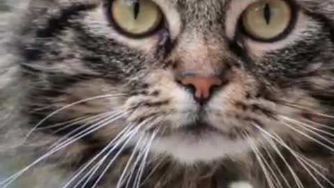 Cute cat's 🐈😽, amazing Whatsapp short, satus video, short video