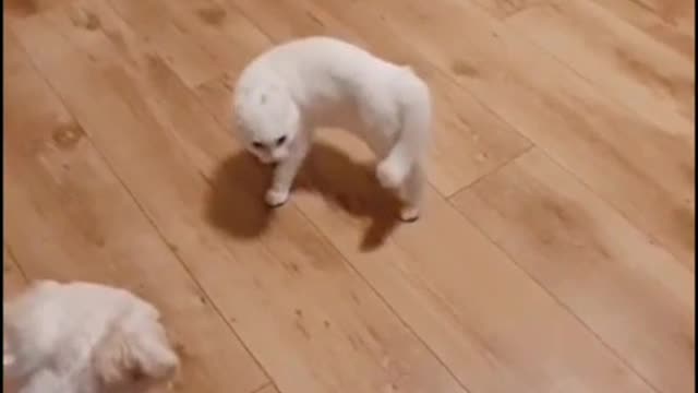 The cutest video ever, this cat need to wear the mask of Zoro while she is dancing with the dog.