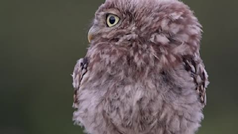 Watch: Baby owl siblings bicker over perching post