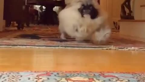 Funny animal videos|Cute animal videos |Funny dog&cat videos|Hilarious pet videos|Funny video