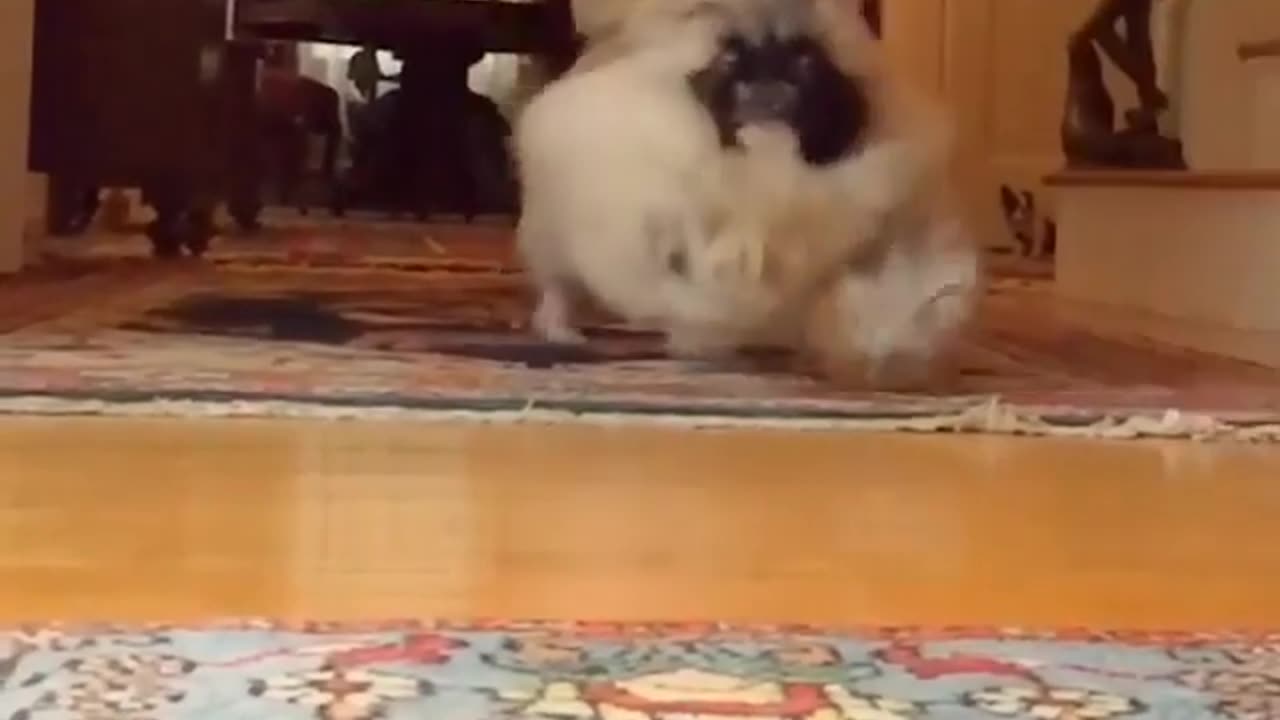 Funny animal videos|Cute animal videos |Funny dog&cat videos|Hilarious pet videos|Funny video