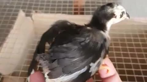 Baby Chicken Sound
