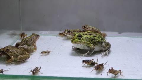 Pacman Frog Crazy Frog Centipede-12