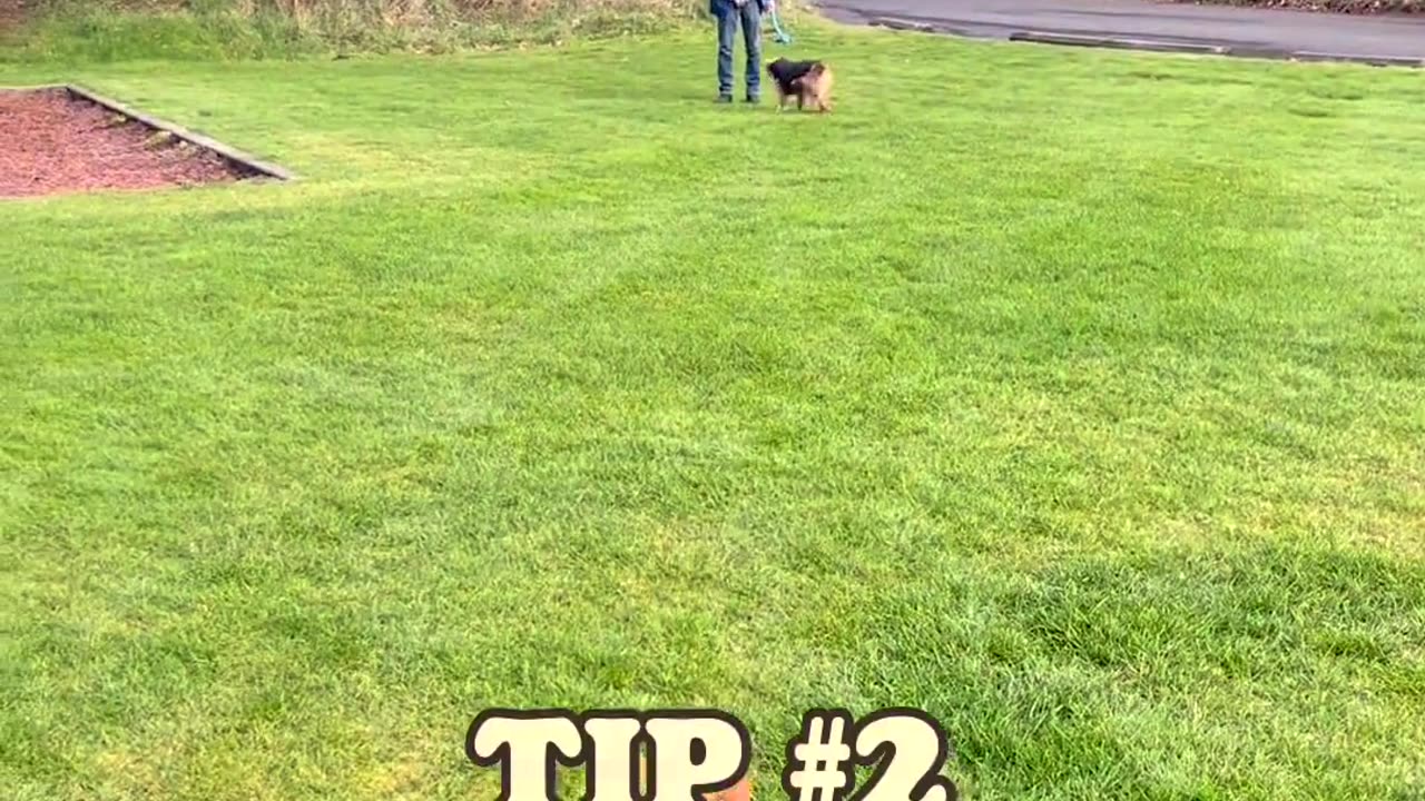 Tips on Teaching Your Dog Recall