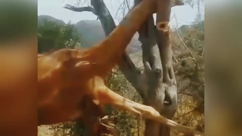 Discovery video 😂 animal discovery