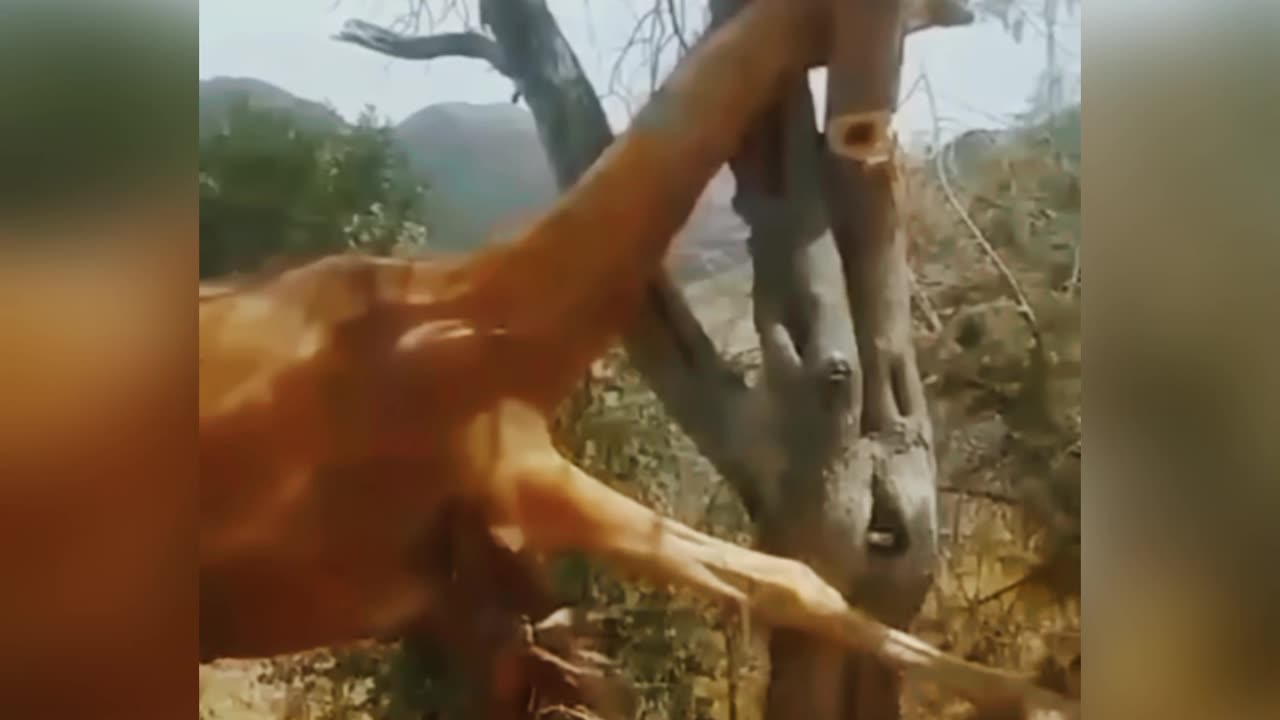 Discovery video 😂 animal discovery