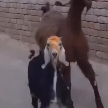 Goats Love Happy Smoke
