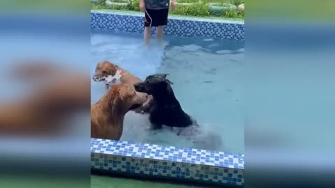 Funny cats and dogs 2023😆 Funny animal videos - Funny animals