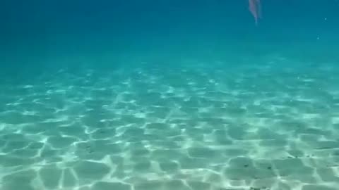 Ocean