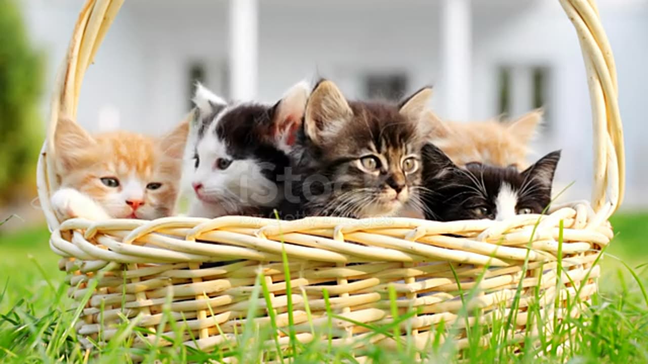 Portrait of a many little cats in basket. stock video