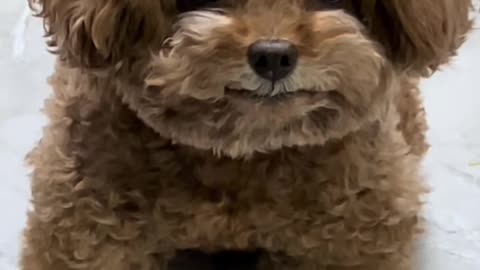 doggo, happy doggo