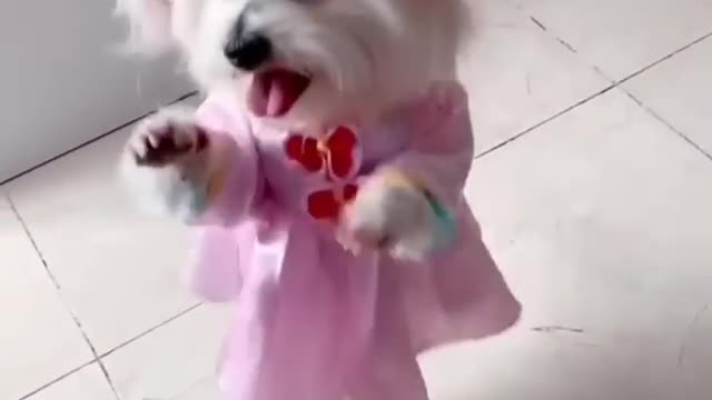 Animals Funny Animal Videos 2022 😂 - Funniest Cats And Dogs Video