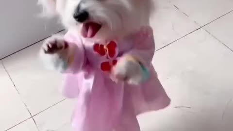 Animals Funny Animal Videos 2022 😂 - Funniest Cats And Dogs Video