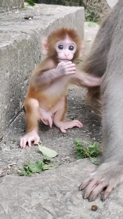 Poor monkey baby 😍 Cute monkeys baby acting like humans