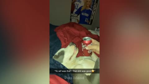Funniest Cat And Dogs 😂 Funny Animal Videos