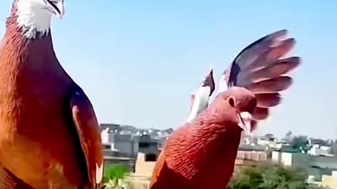 Pegion bird lover very beautiful bird