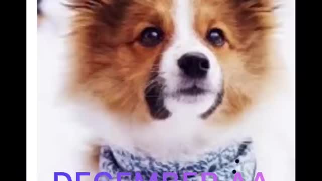 As pessoas mais poderosas do mundo dos cachorros têm essa característica em comum
