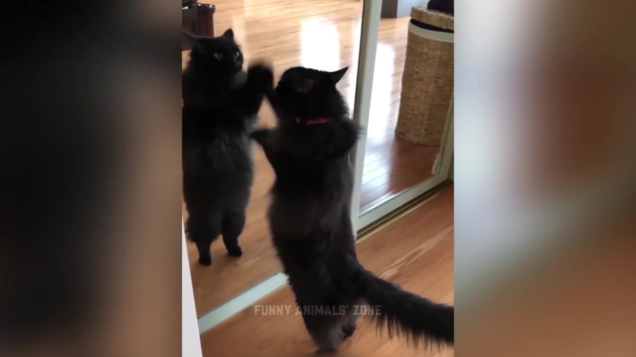 Funniest Animals 2023