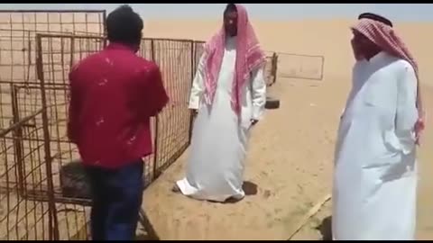 DRF Funny Shorts
