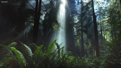 Beautiful Relaxing Music