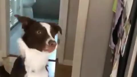 Dog Trying to Eat Bubbles #shorts #viral #shortsvideo #video