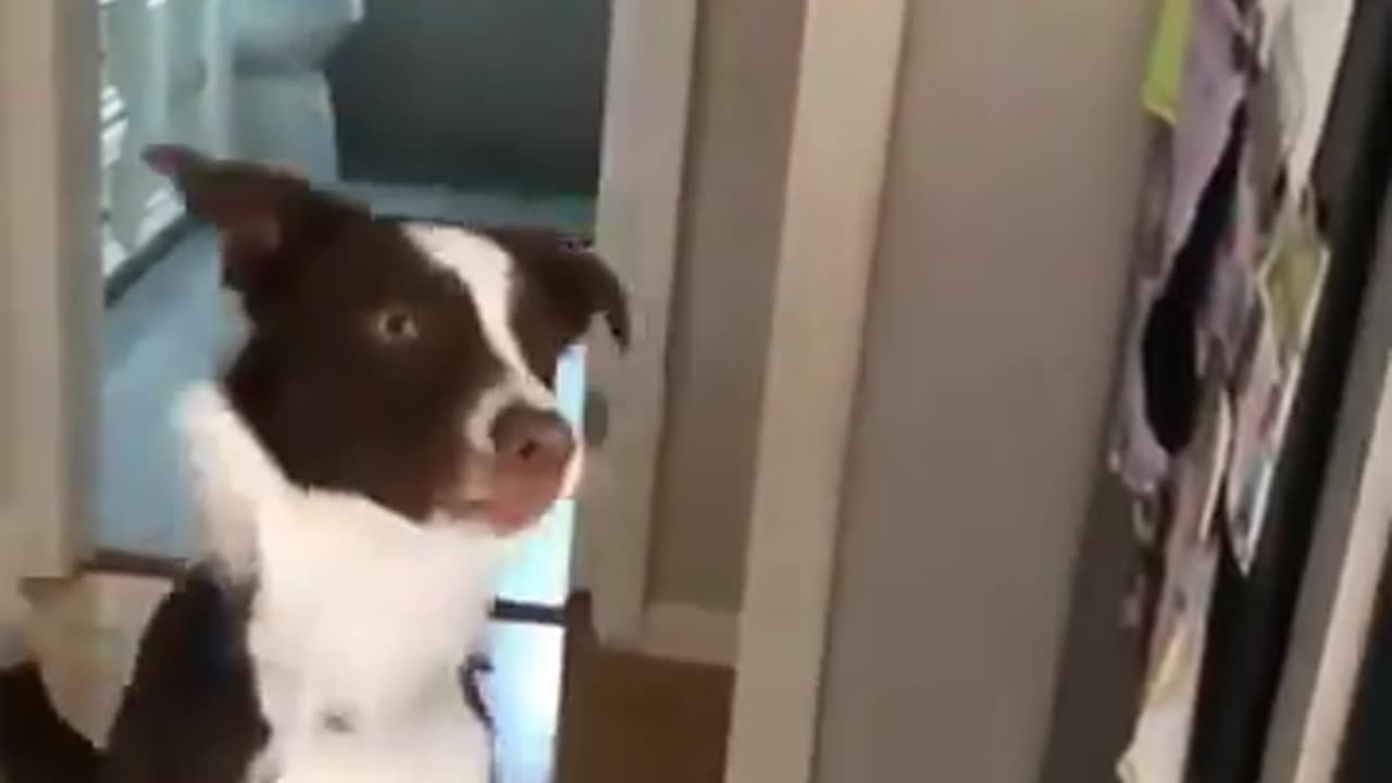 Dog Trying to Eat Bubbles #shorts #viral #shortsvideo #video