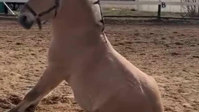 Happy time for the little animals51298234