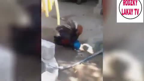 Funney chicken meme video 👉🤣
