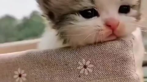 group of cute kittens|😻😻😻😻😻😻4K#shorts#funnyvideo #cute #cat#petlover