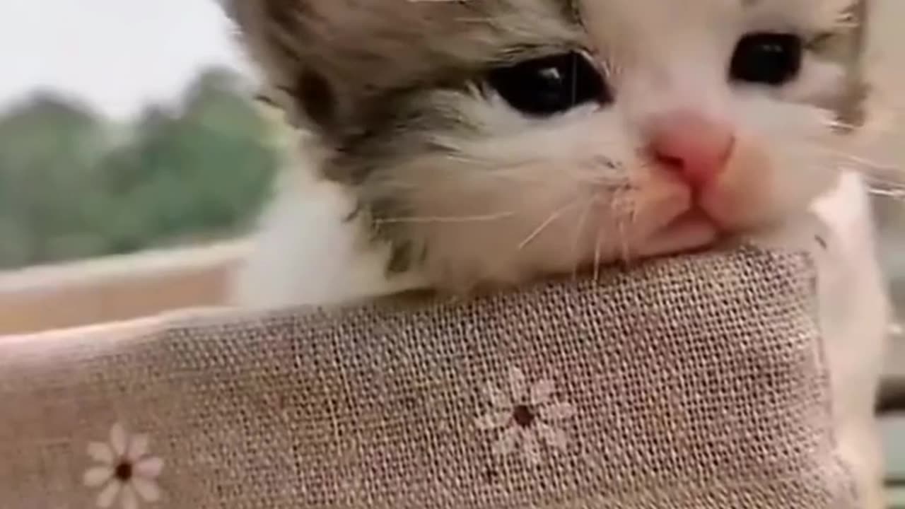 group of cute kittens|😻😻😻😻😻😻4K#shorts#funnyvideo #cute #cat#petlover