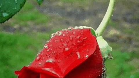 Pashto sound