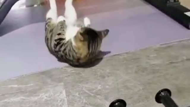 Super Trained_Cat_Routine_Pu ANIMALS_ shups_DAILY_ SHORTS_#shorts(720p).mp4