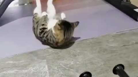 Super Trained_Cat_Routine_Pu ANIMALS_ shups_DAILY_ SHORTS_#shorts(720p).mp4