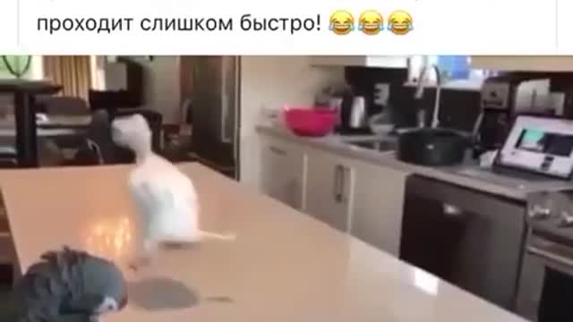 Always enjoy life. A joke with a parrot.