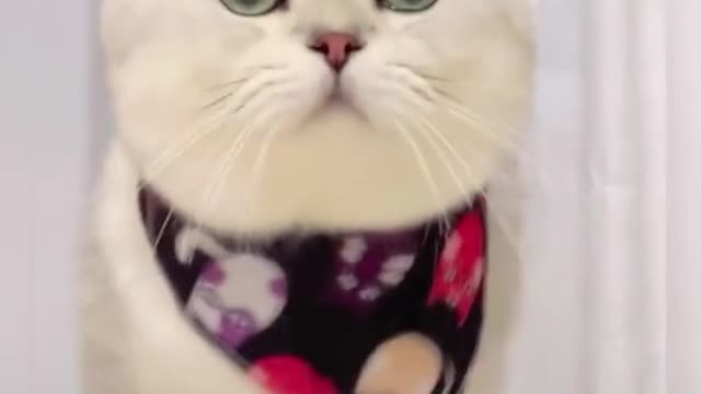 3_#CapCut #catsoftikok #cat #fyp #foryou #pet #cute #cutebaby
