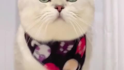3_#CapCut #catsoftikok #cat #fyp #foryou #pet #cute #cutebaby