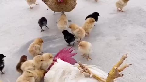 baby Chicken