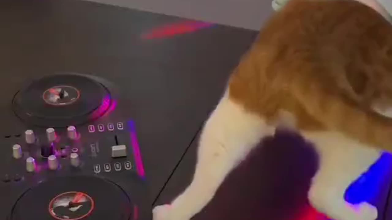 "Pawsome Beats: Jamming with the Hottest Cat DJ in Town"