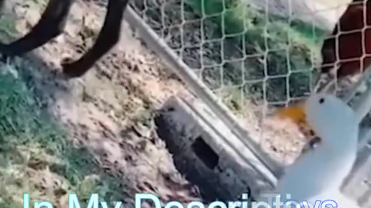 Best Funny Cat Videos | Funniest Cats | Funny Animal Videos | Best Services |