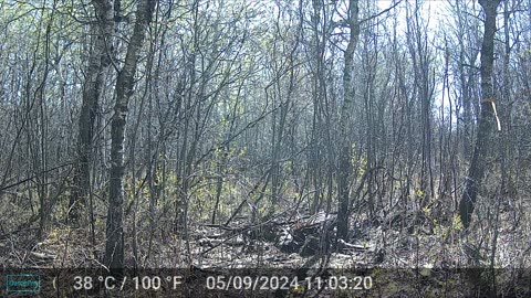 These Yotes Are So Cool To Watch