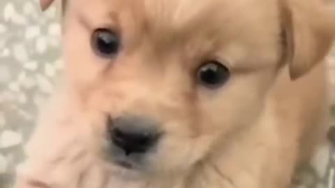 Cat video puppy🐶 dog