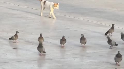 Cats and Dog Hilarity Overload: 30 Minutes of Pure Comedy Bliss