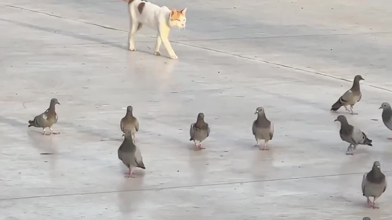 Cats and Dog Hilarity Overload: 30 Minutes of Pure Comedy Bliss
