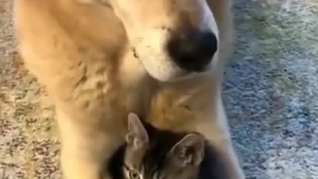 Hello doston dog cartoon how are cat's video dogs popular video