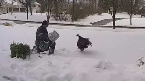 Anyone else had a run-in with an angry turkey? 😆